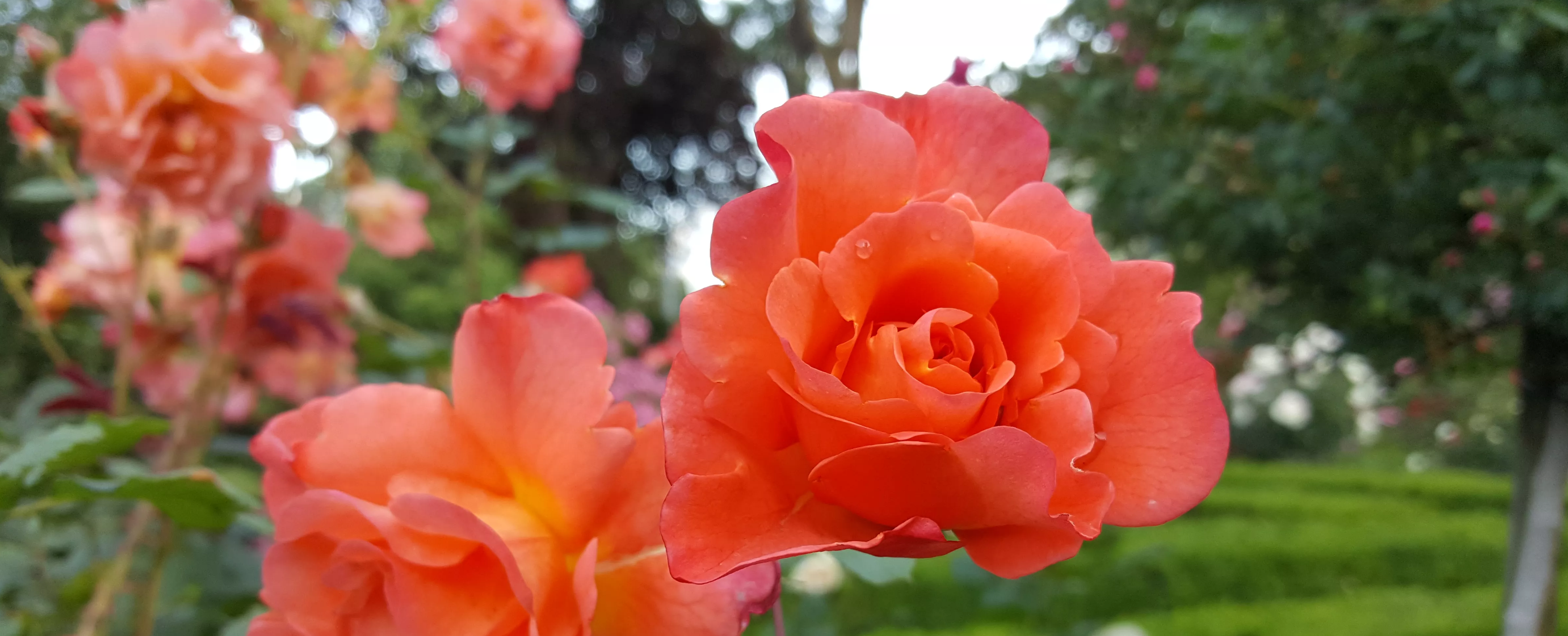 20170608-071032.3.6906524b609af