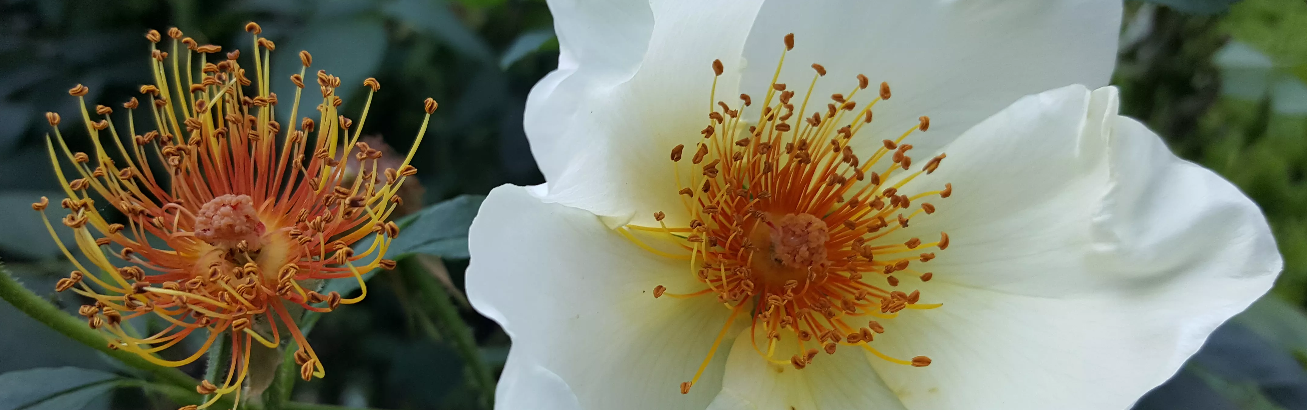 20170611-081558.4.690652ef1fb12